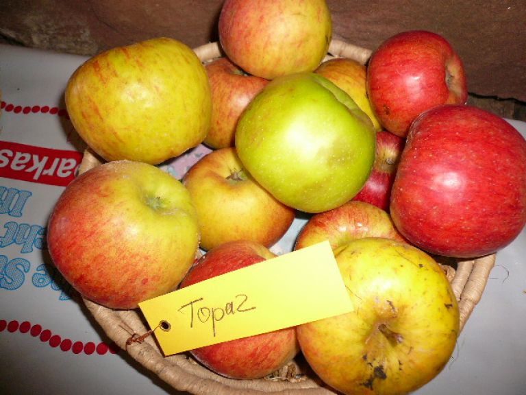 Apfelsorte Topaz Apfelsorte Topaz