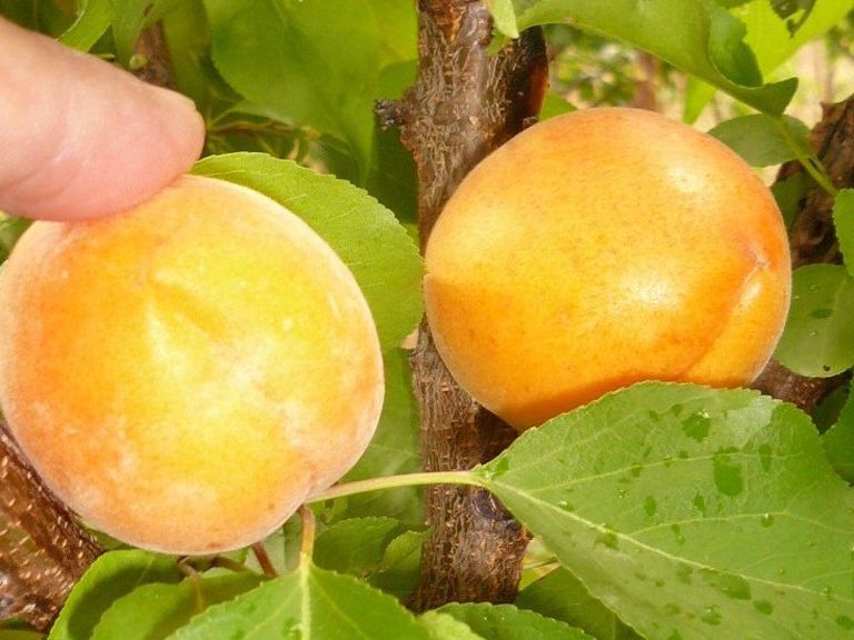 Aprikose Aprikose